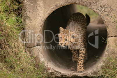 Cheetah cub walks through pipe looking up