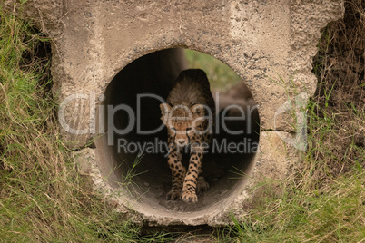 Cheetah cub walks through pipe towards camera