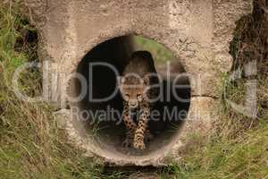 Cheetah cub walks through pipe towards camera