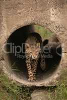 Cheetah cub walks through pipe towards grass
