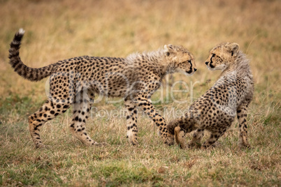 Cheetah cub walks towards another sitting down