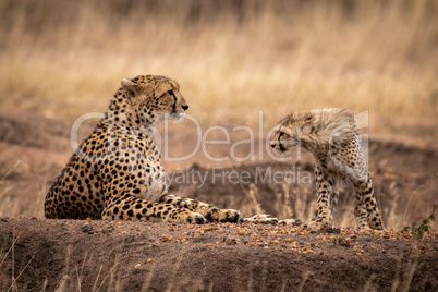 Cheetah cub walks towards mother lying down