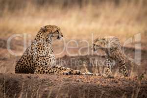 Cheetah cub walks towards mother lying down