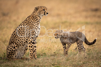 Cheetah cub walks towards mother on grass
