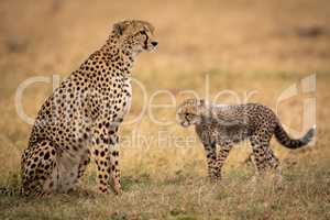 Cheetah cub walks towards mother on grass