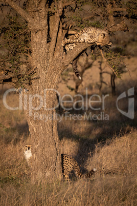 Cheetah cub watches another from tree branch