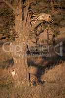 Cheetah cub watches another from tree branch