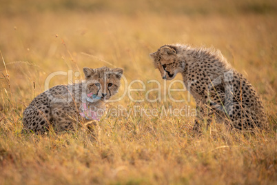 Cheetah cub watches another chew plastic bag