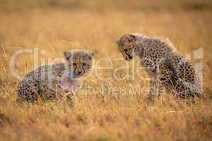 Cheetah cub watches another chew plastic bag