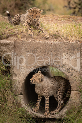 Cheetah cub watches another standing in pipe