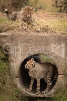 Cheetah cub watches another standing in pipe
