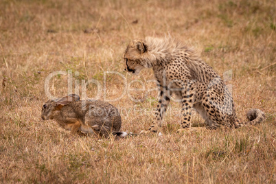 Cheetah cub watches scrub hare in grass