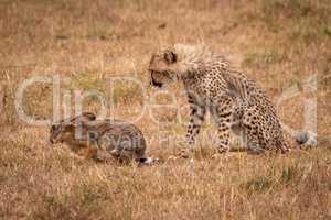 Cheetah cub watches scrub hare in grass