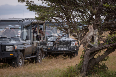Cheetah cub watches safari trucks from tree