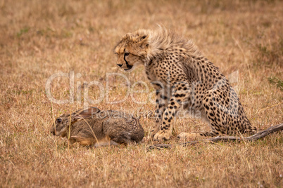 Cheetah cub watches scrub hare in savannah