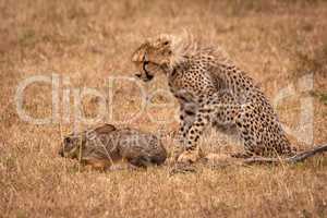 Cheetah cub watches scrub hare in savannah