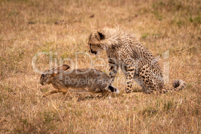 Cheetah cub watches scrub hare on savannah