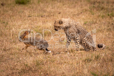 Cheetah cub watches scrub hare run off