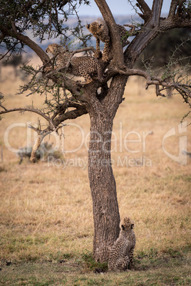 Cheetah cub watches two siblings in tree