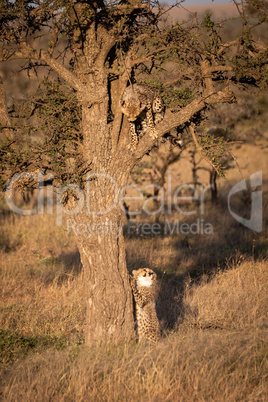 Cheetah cub watches sibling from tree branch