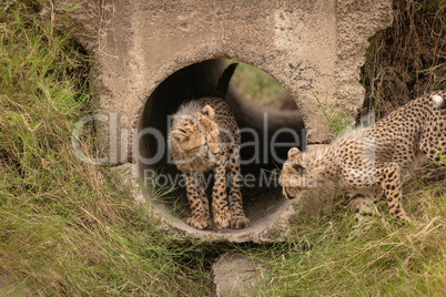 Cheetah cub watching another from concrete pipe