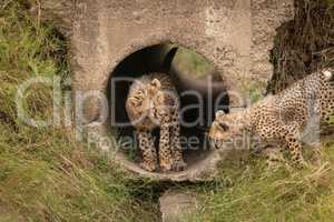 Cheetah cub watching another from concrete pipe