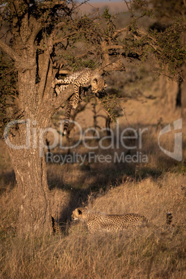 Cheetah cub watching another from tree branch