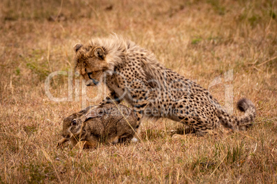 Cheetah cub watching scrub hare in savannah