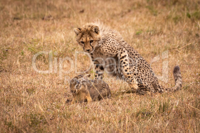 Cheetah cub watching scrub hare on savannah