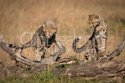 Cheetah cubs balanced on log look down