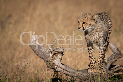 Cheetah cubs balancing on log looks left