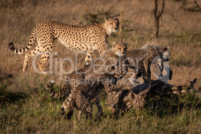Cheetah cubs climb dead log near mother