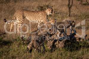 Cheetah cubs climb dead log near mother