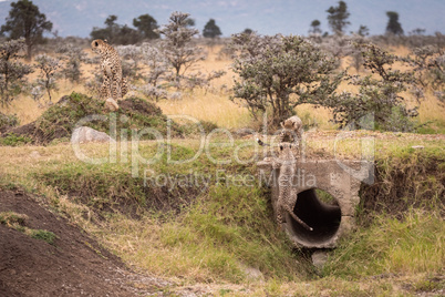 Cheetah cubs climb on pipe near mother