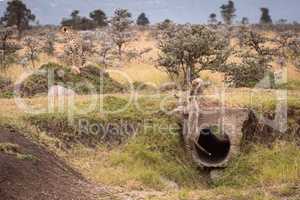 Cheetah cubs climb on pipe near mother