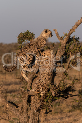 Cheetah cubs climbing dead tree on savannah