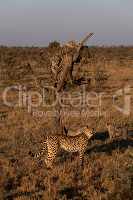 Cheetah cubs climbing tree with family below