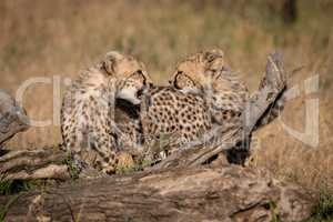 Cheetah cubs facing each other on log