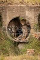 Cheetah cubs in pipe and two outside