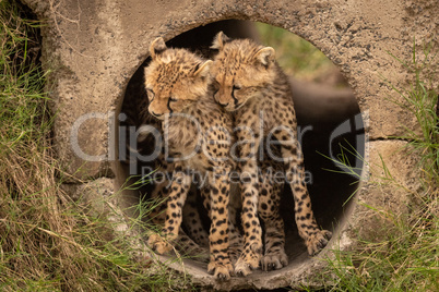 Cheetah cubs in pipe nuzzling each other