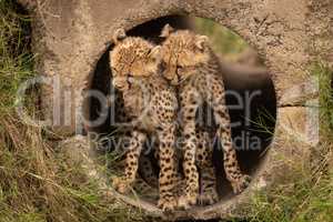 Cheetah cubs in pipe nuzzling each other