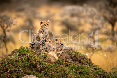 Cheetah cubs in trees on rocky mound