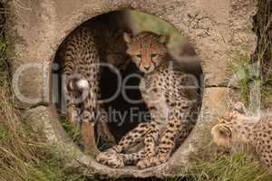 Cheetah cubs in pipe watched by another