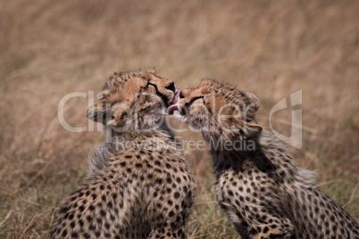 Cheetah cubs licking each other in close-up