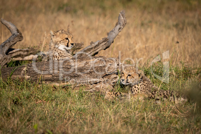 Cheetah cubs lie beside log in grass