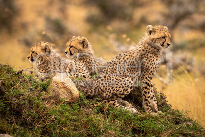 Cheetah cubs look out from rocky mound