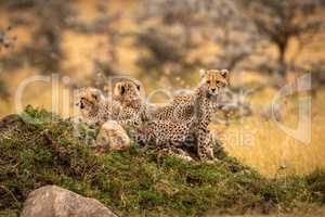 Cheetah cubs looking down from rocky mound