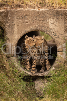 Cheetah cubs nuzzle each other in pipe