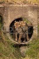 Cheetah cubs nuzzle each other in pipe