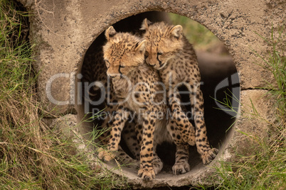 Cheetah cubs nuzzling each other in pipe